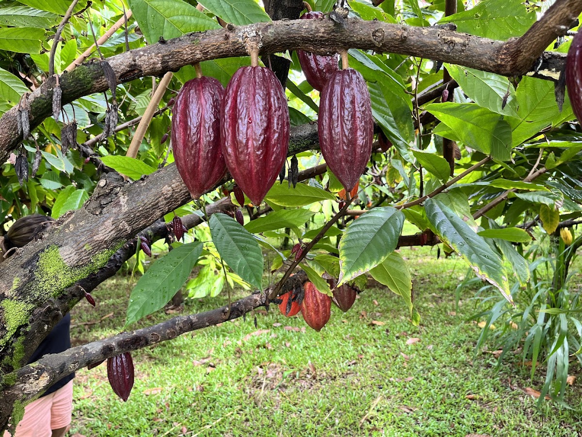 Mauna Kea Cacao
